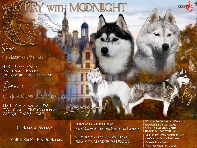 Who Play With Moonlight - Siberian Husky - Portée née le 05/11/2023