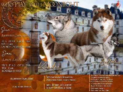 Who Play With Moonlight - Siberian Husky - Portée née le 21/11/2023