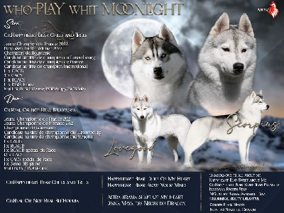 Who Play With Moonlight - Siberian Husky - Portée née le 14/03/2023