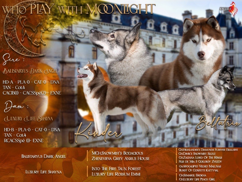 chiot Siberian Husky Who Play With Moonlight