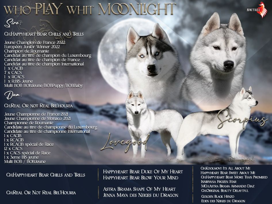 chiot Siberian Husky Who Play With Moonlight