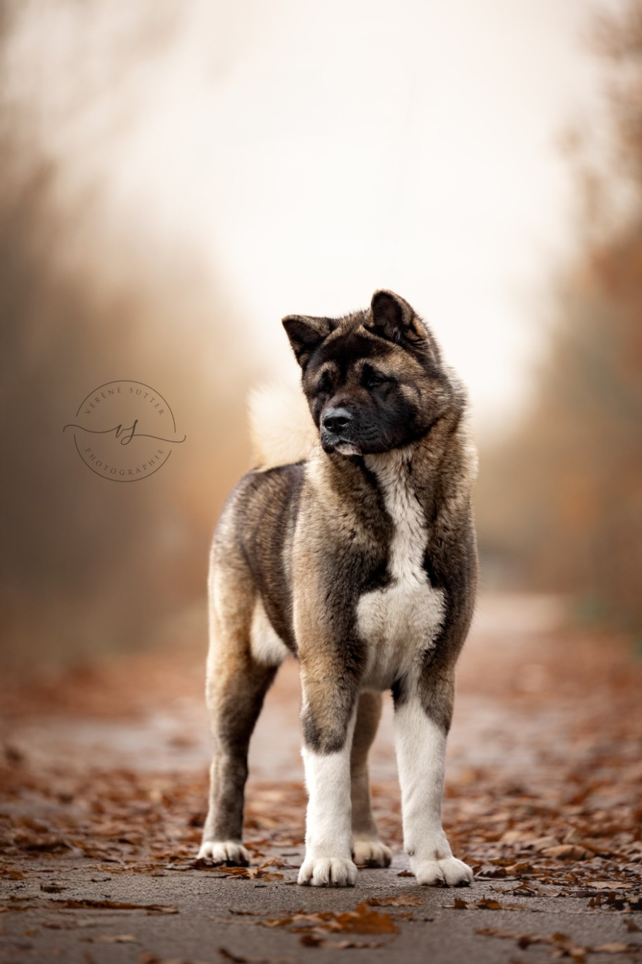 Valley o f shadow Des Gardiens De La Cigogne