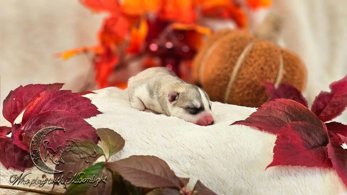 Who Play With Moonlight - Chiots disponibles - Siberian Husky