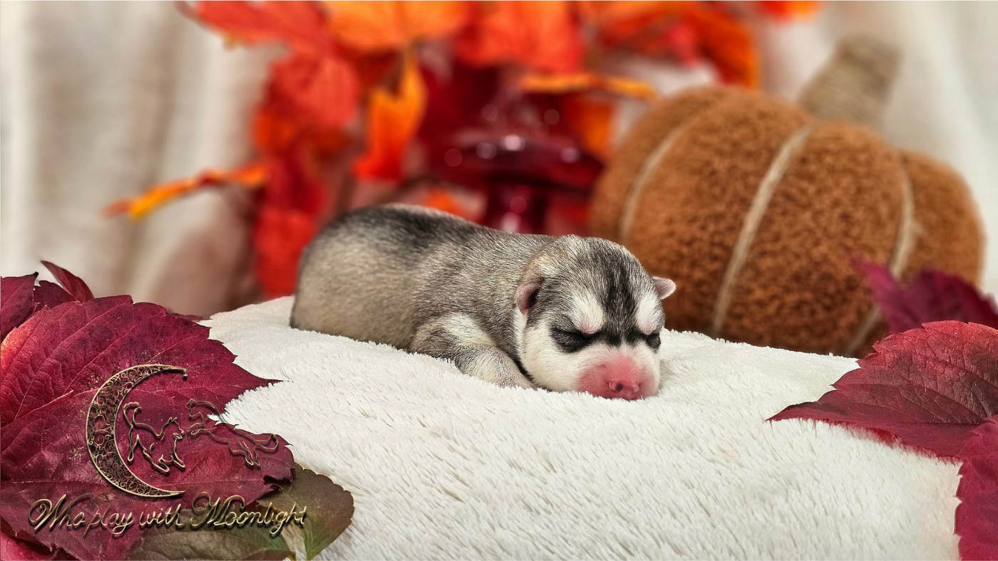 Who Play With Moonlight - Chiots disponibles - Siberian Husky
