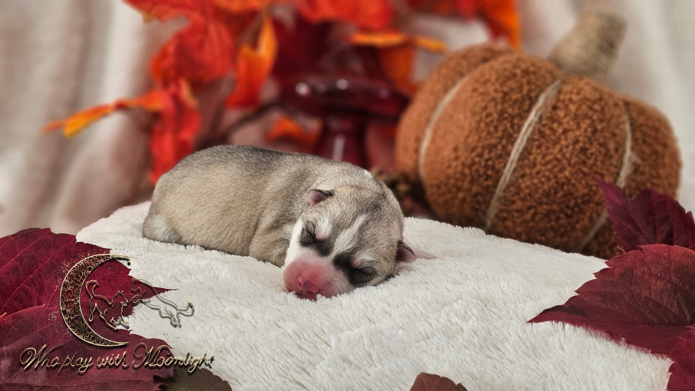 Who Play With Moonlight - Chiots disponibles - Siberian Husky