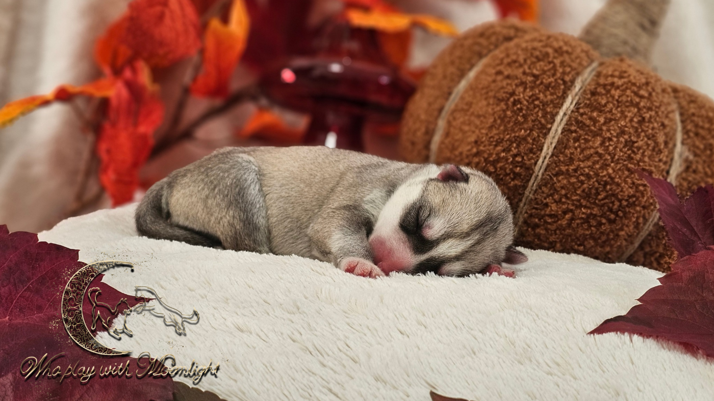 Who Play With Moonlight - Chiots disponibles - Siberian Husky