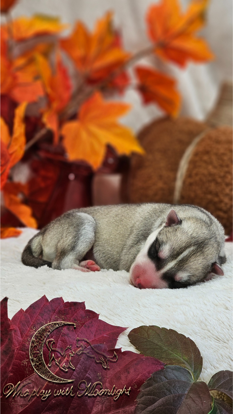 Who Play With Moonlight - Chiots disponibles - Siberian Husky