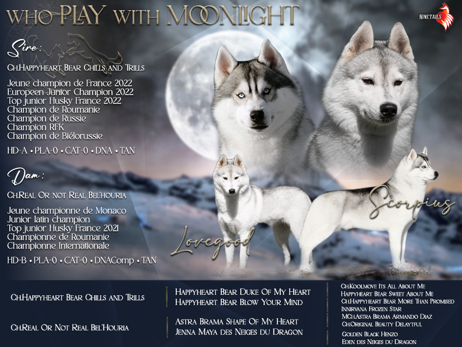 Chiot Siberian Husky Who Play With Moonlight