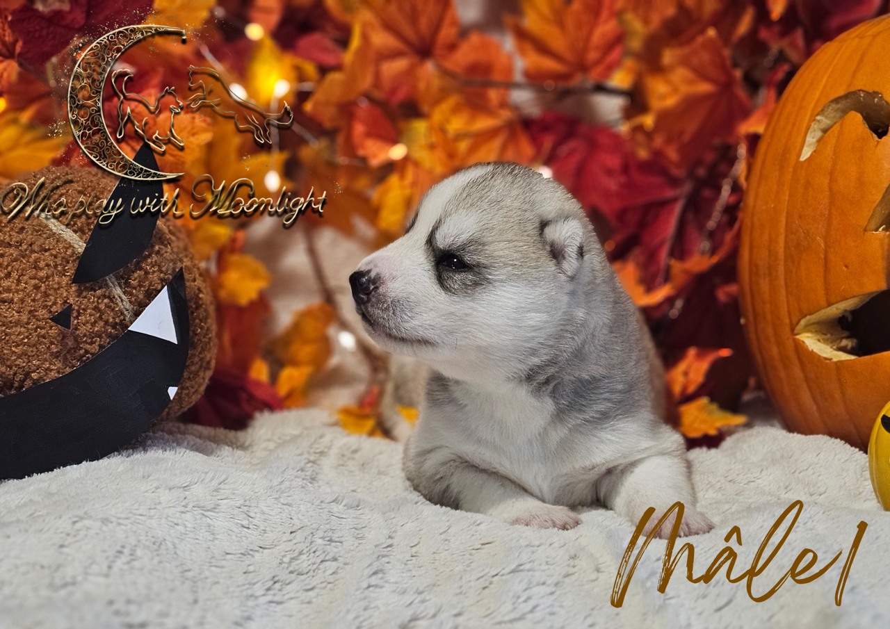 Who Play With Moonlight - Chiots disponibles - Siberian Husky