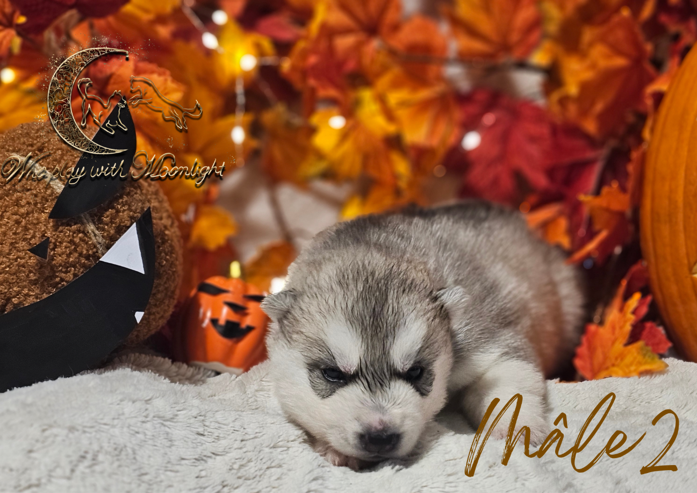 Who Play With Moonlight - Chiots disponibles - Siberian Husky