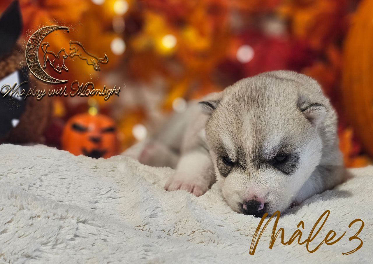 Who Play With Moonlight - Chiots disponibles - Siberian Husky