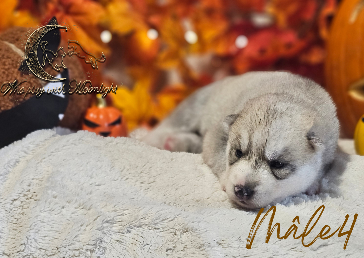 Who Play With Moonlight - Chiots disponibles - Siberian Husky