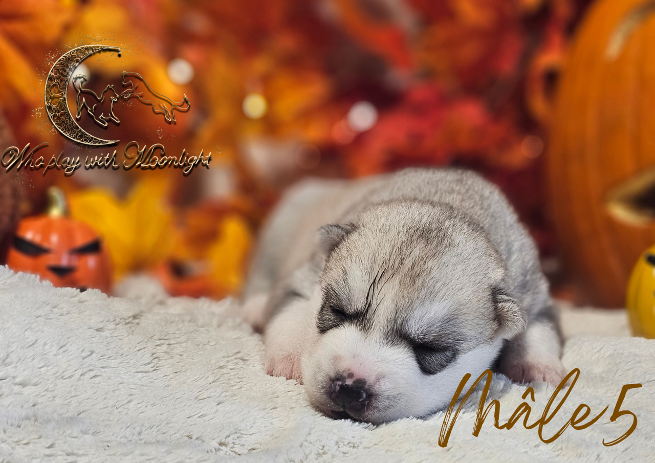 Who Play With Moonlight - Chiots disponibles - Siberian Husky