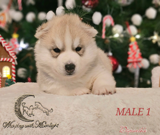 Who Play With Moonlight - Chiots disponibles - Siberian Husky