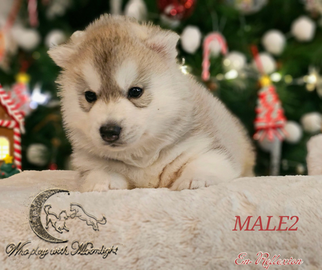 Who Play With Moonlight - Chiots disponibles - Siberian Husky