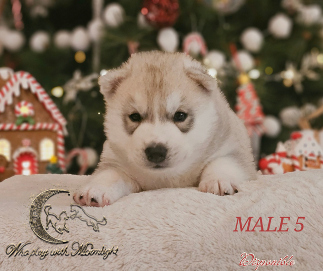 Who Play With Moonlight - Chiots disponibles - Siberian Husky