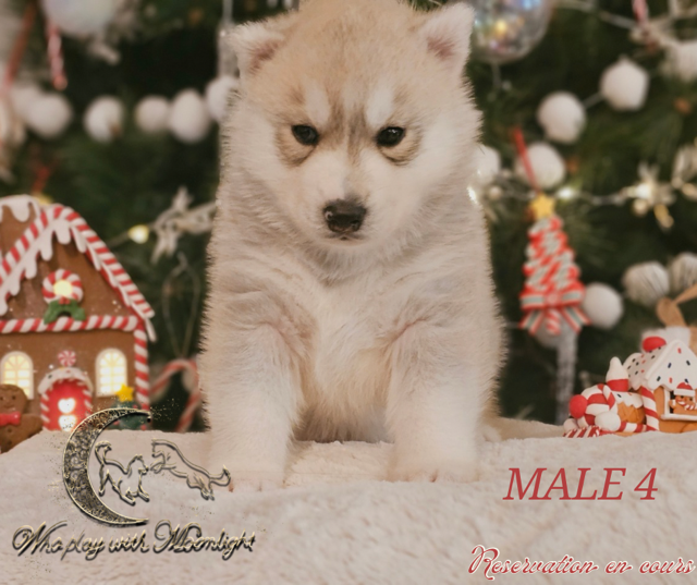 Who Play With Moonlight - Chiots disponibles - Siberian Husky