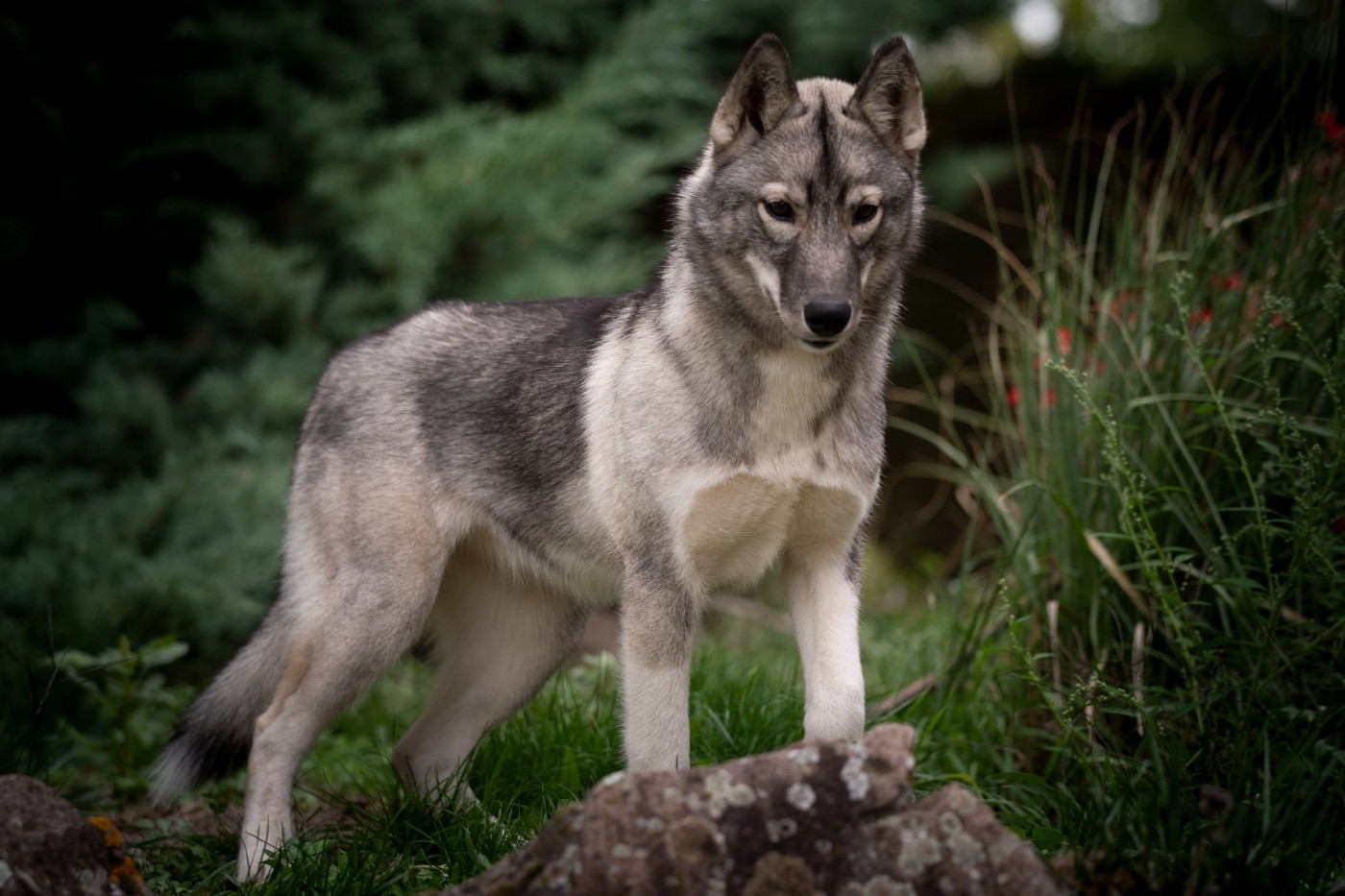 Who Play With Moonlight - Chiots disponibles - Siberian Husky