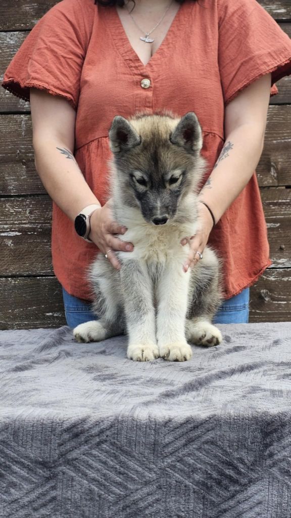 Who Play With Moonlight - Chiots disponibles - Siberian Husky