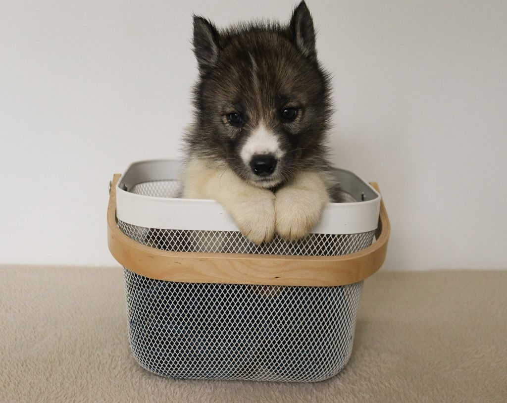 Who Play With Moonlight - Chiots disponibles - Siberian Husky