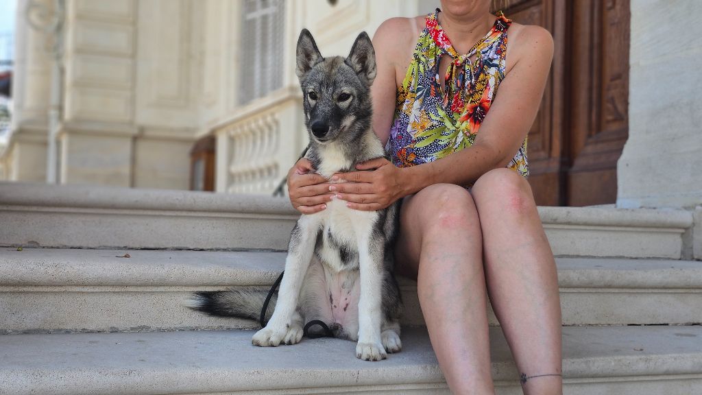 Who Play With Moonlight - Chiots disponibles - Siberian Husky