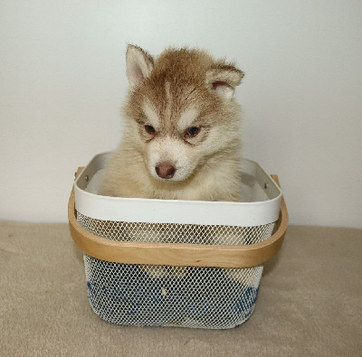 CHIOT
