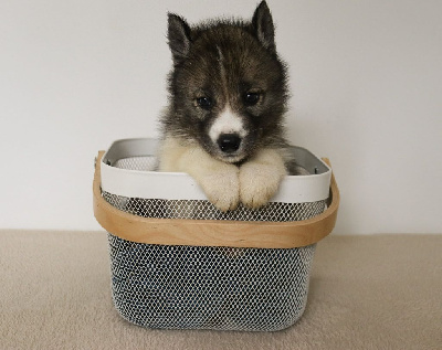 CHIOT