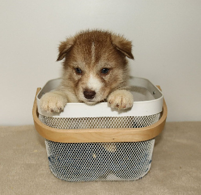 CHIOT