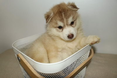 CHIOT