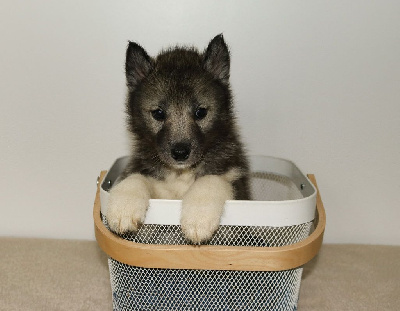 CHIOT