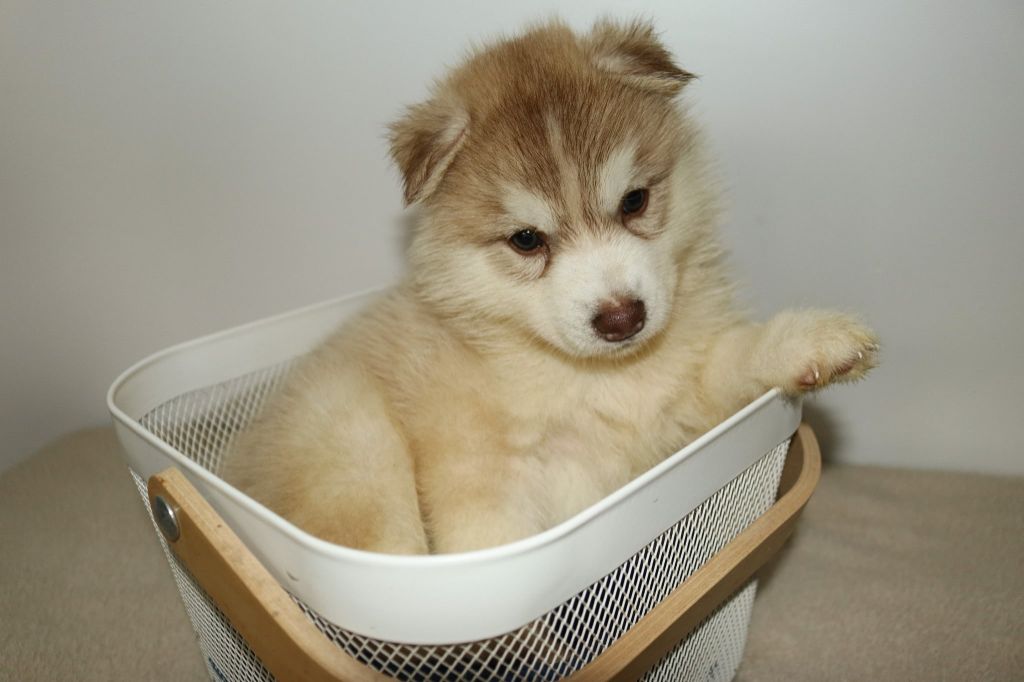 Who Play With Moonlight - Chiots disponibles - Siberian Husky
