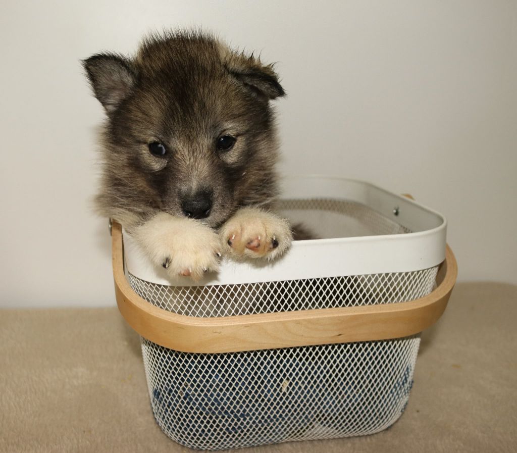 Who Play With Moonlight - Chiots disponibles - Siberian Husky