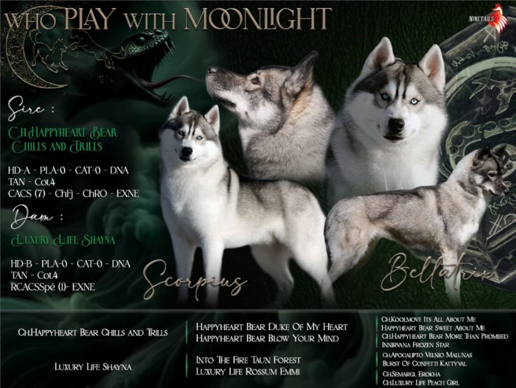 Chiot Siberian Husky Who Play With Moonlight