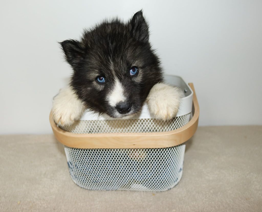 Who Play With Moonlight - Chiots disponibles - Siberian Husky
