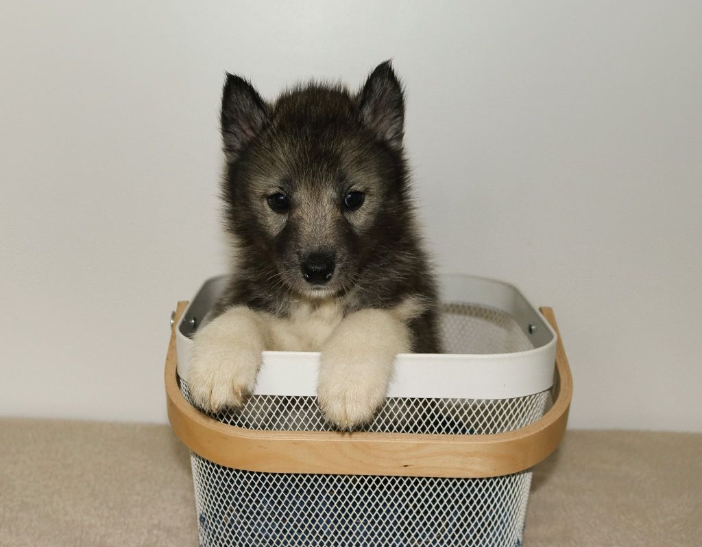 Who Play With Moonlight - Chiots disponibles - Siberian Husky