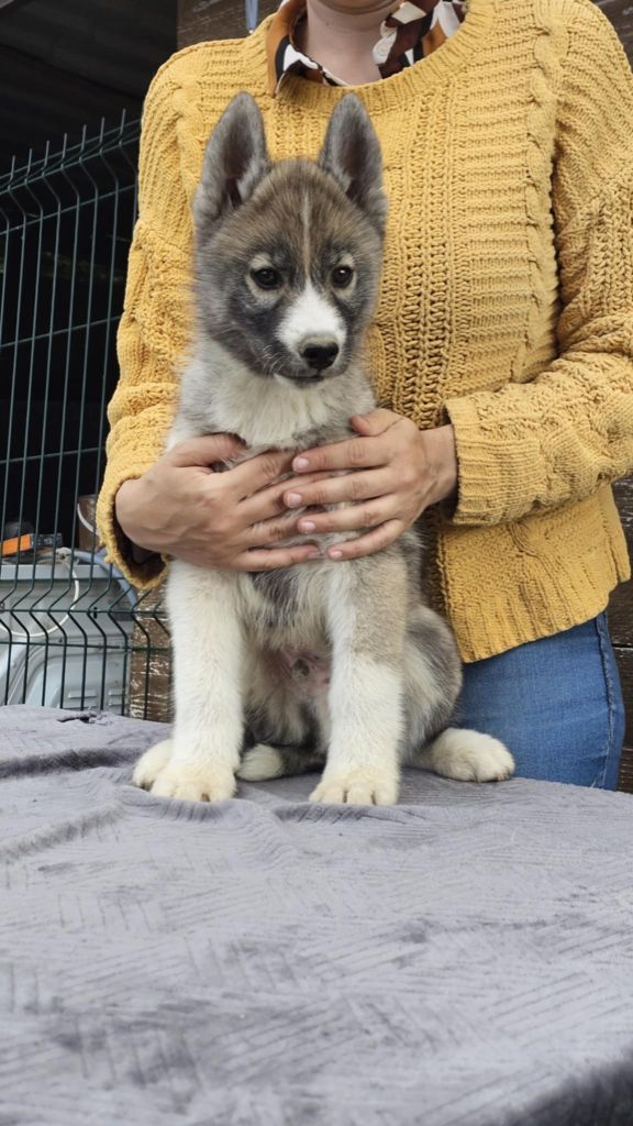 Who Play With Moonlight - Chiots disponibles - Siberian Husky